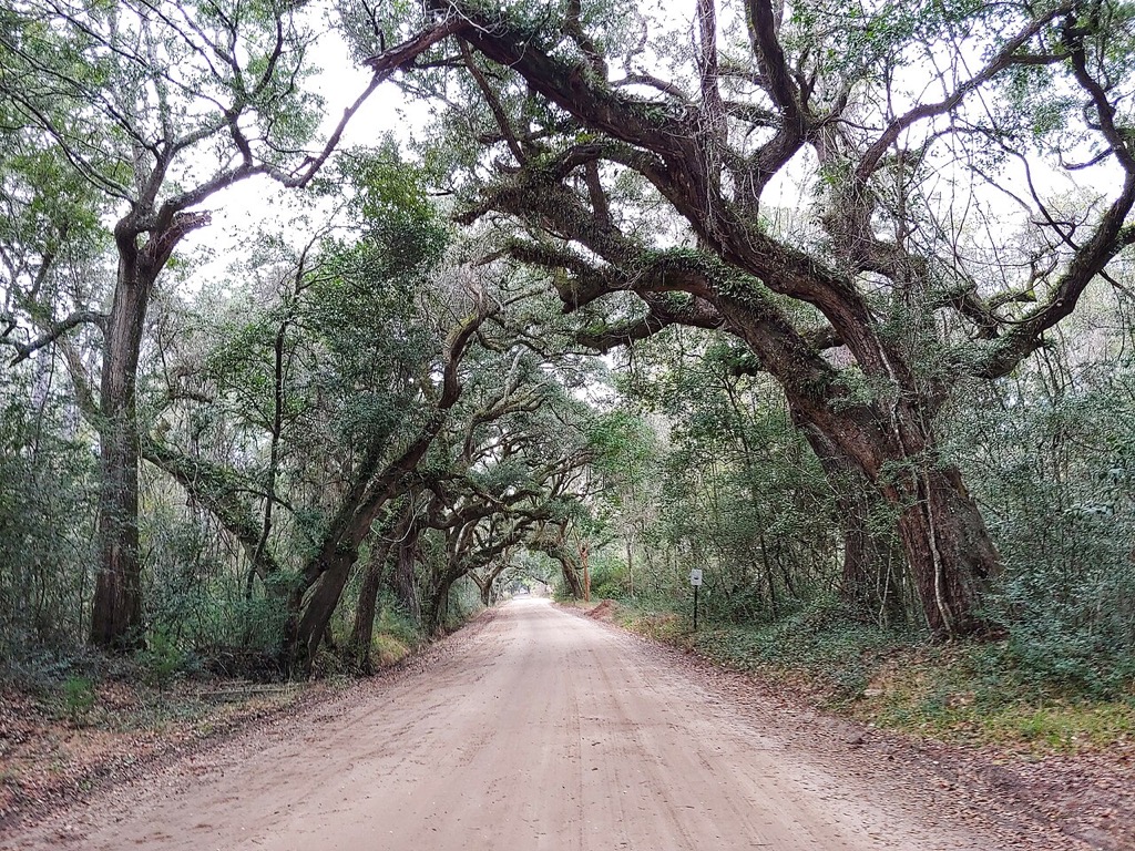 Live oaks arching over the entrance road at Botany Bay Heritage Preserve