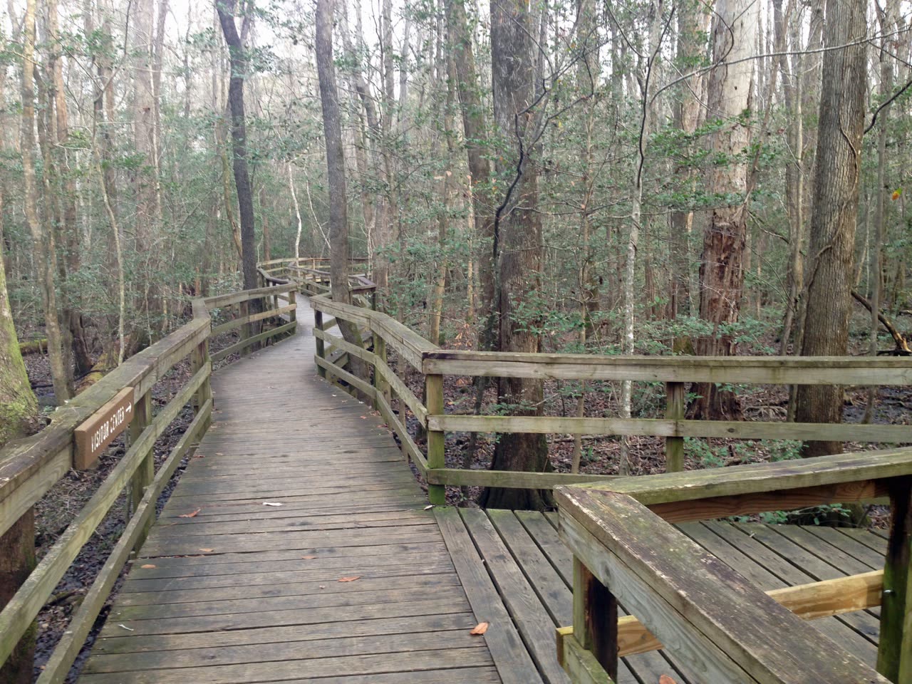 Raised boardwalk winding through Congaree National Park forest