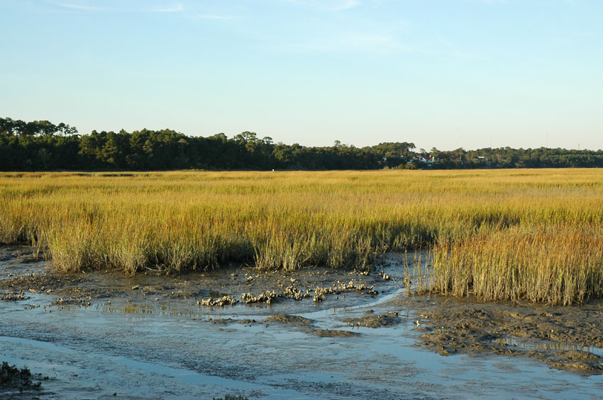 Salt marsh and tidal mudflat at Huntington Beach State Park